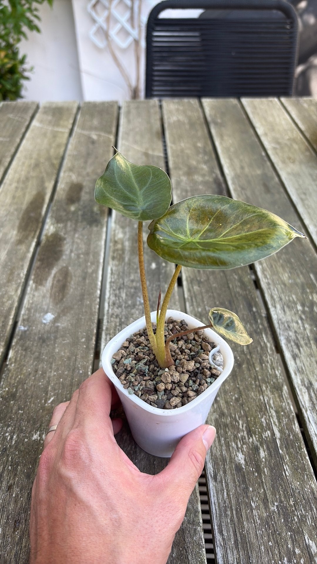 Alocasia wentii aurea, Ophalen of Verzenden