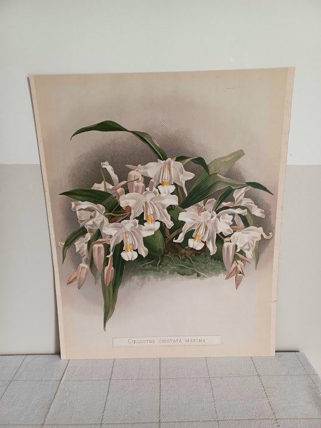 Originele Chromolithografie ‘Reichenbachia’ 1888 – H.G. Moon, Antiek en Kunst, Ophalen of Verzenden