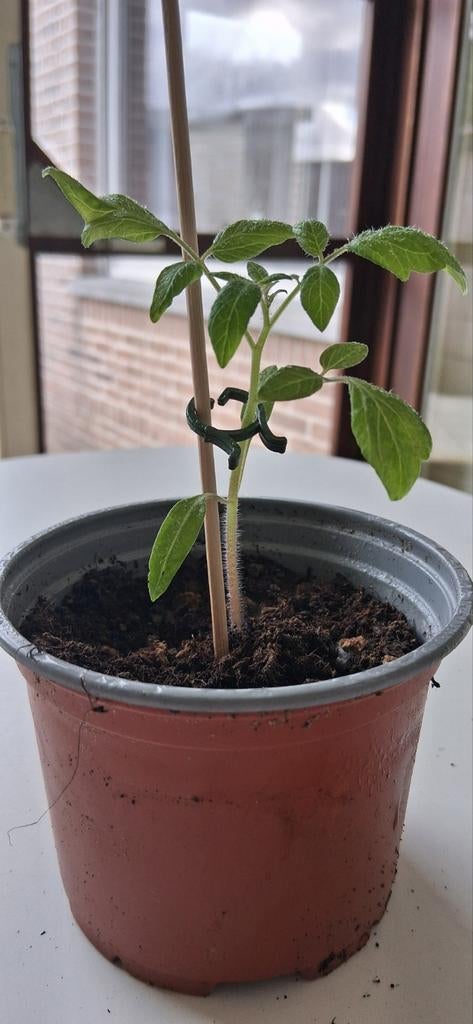 Aligote HF1 plantjes, Tuin en Terras, Ophalen, Voorjaar, Volle zon, Zaad