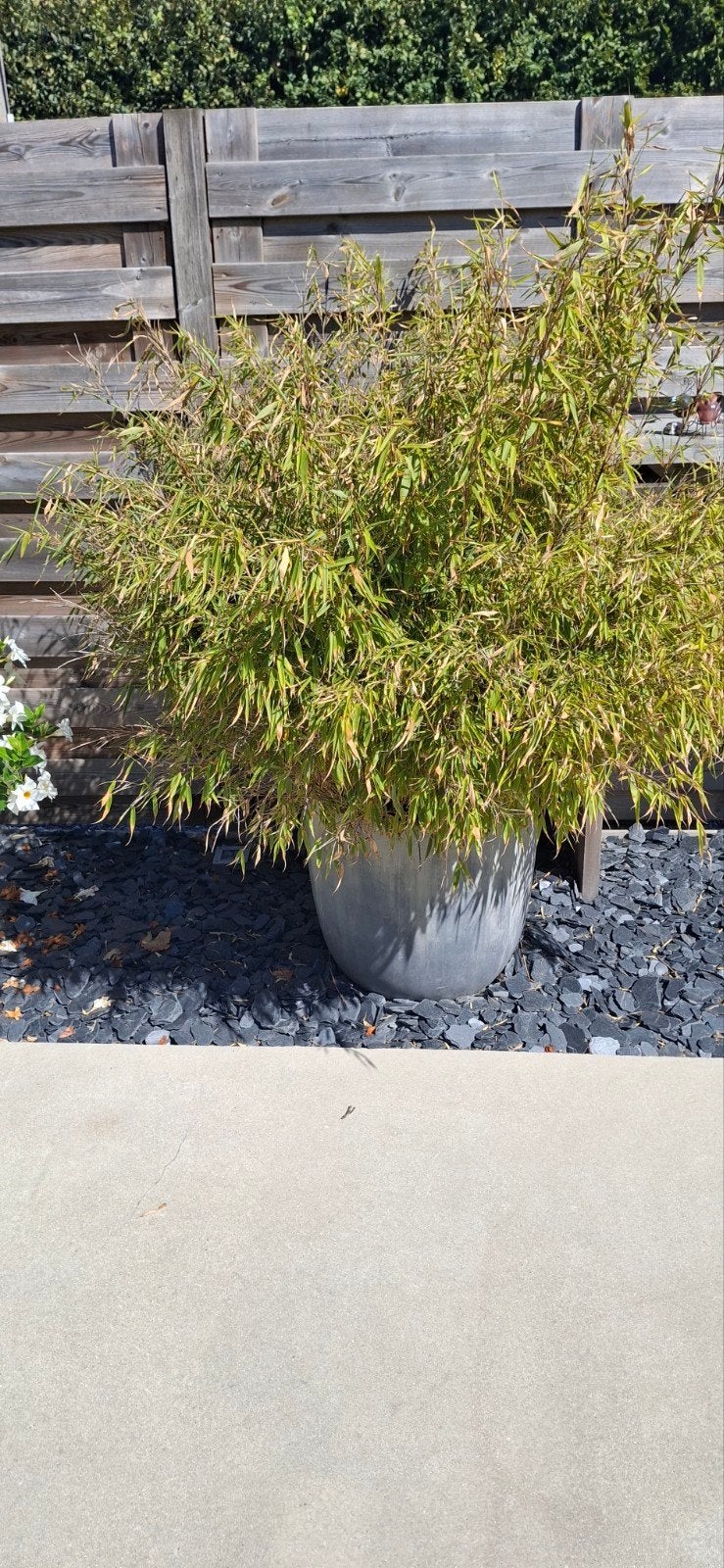 bamboe bamboe, Jardin & Terrasse, Plantes | Arbustes & Haies, Enlèvement, Bambou