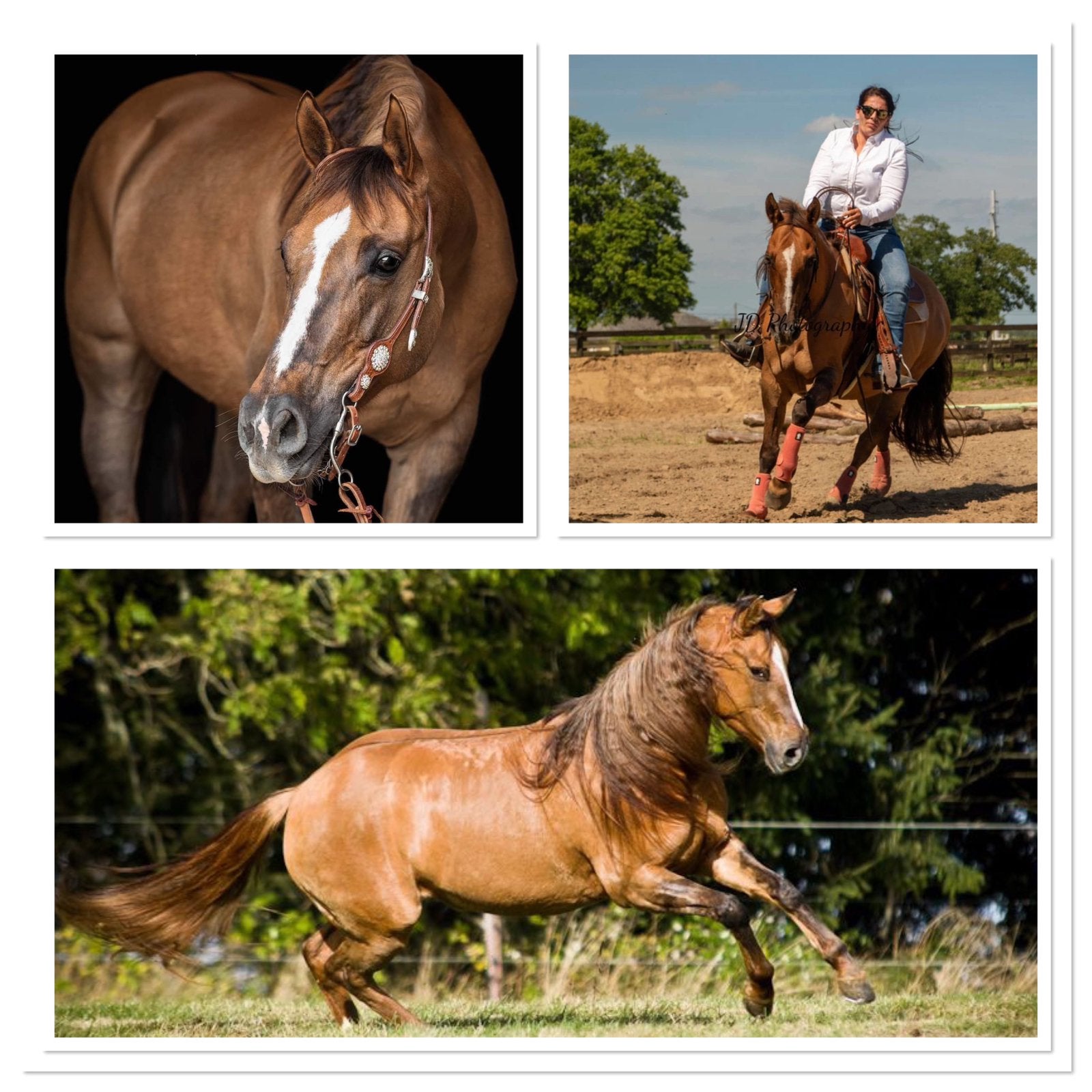 Quarter merrie, Dieren en Toebehoren, Paarden, Merrie