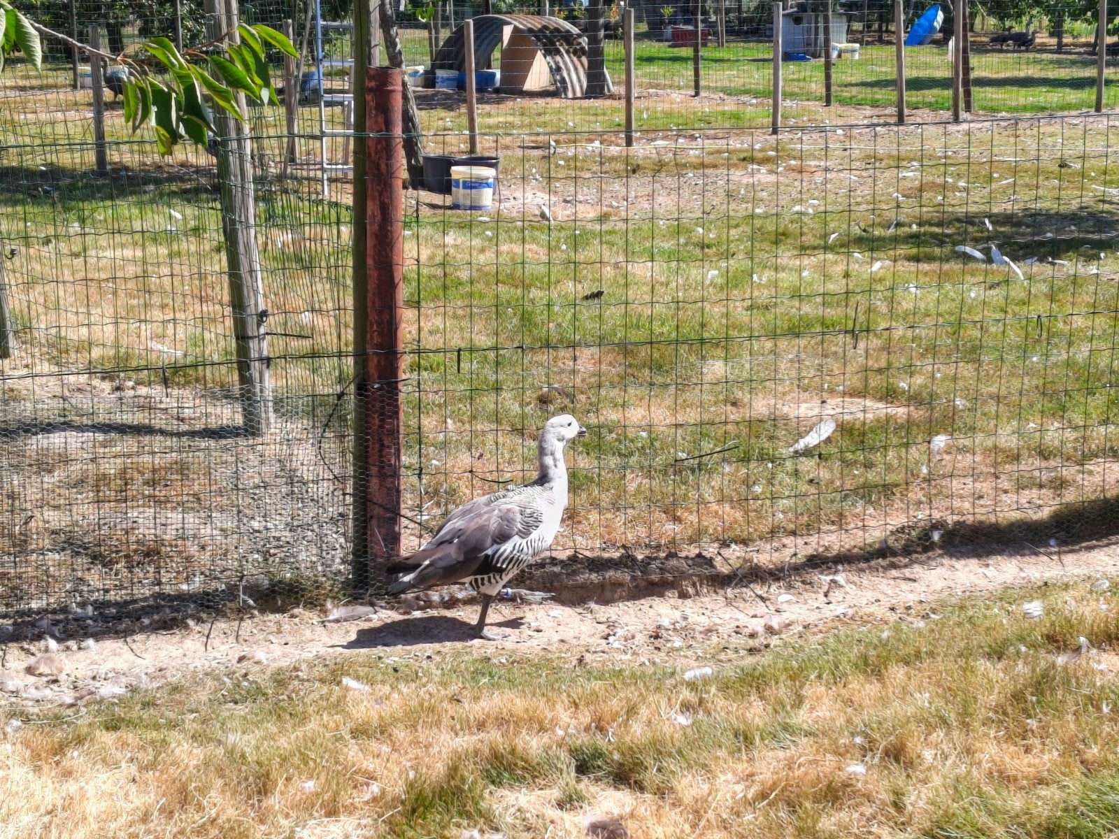 Grote Magelhaengans, Dieren en Toebehoren, Pluimvee