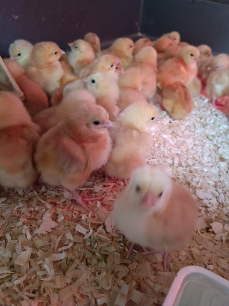 kuikens kabir turbo/mechelse koekoek/cou nu voor 27 oktober, Dieren en Toebehoren, Geslacht onbekend, Kip