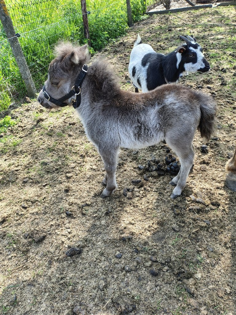 Te koop: Prachtig braaf shetlandpony veulen, Étalon, Vermifugé, 0 à 2 ans