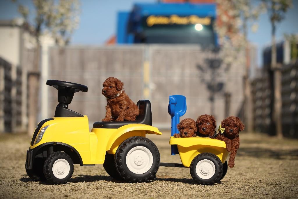 Toy Poedeltjes, DNA gecontroleerd, Poedel, Parvo, België, 8 tot 15 weken