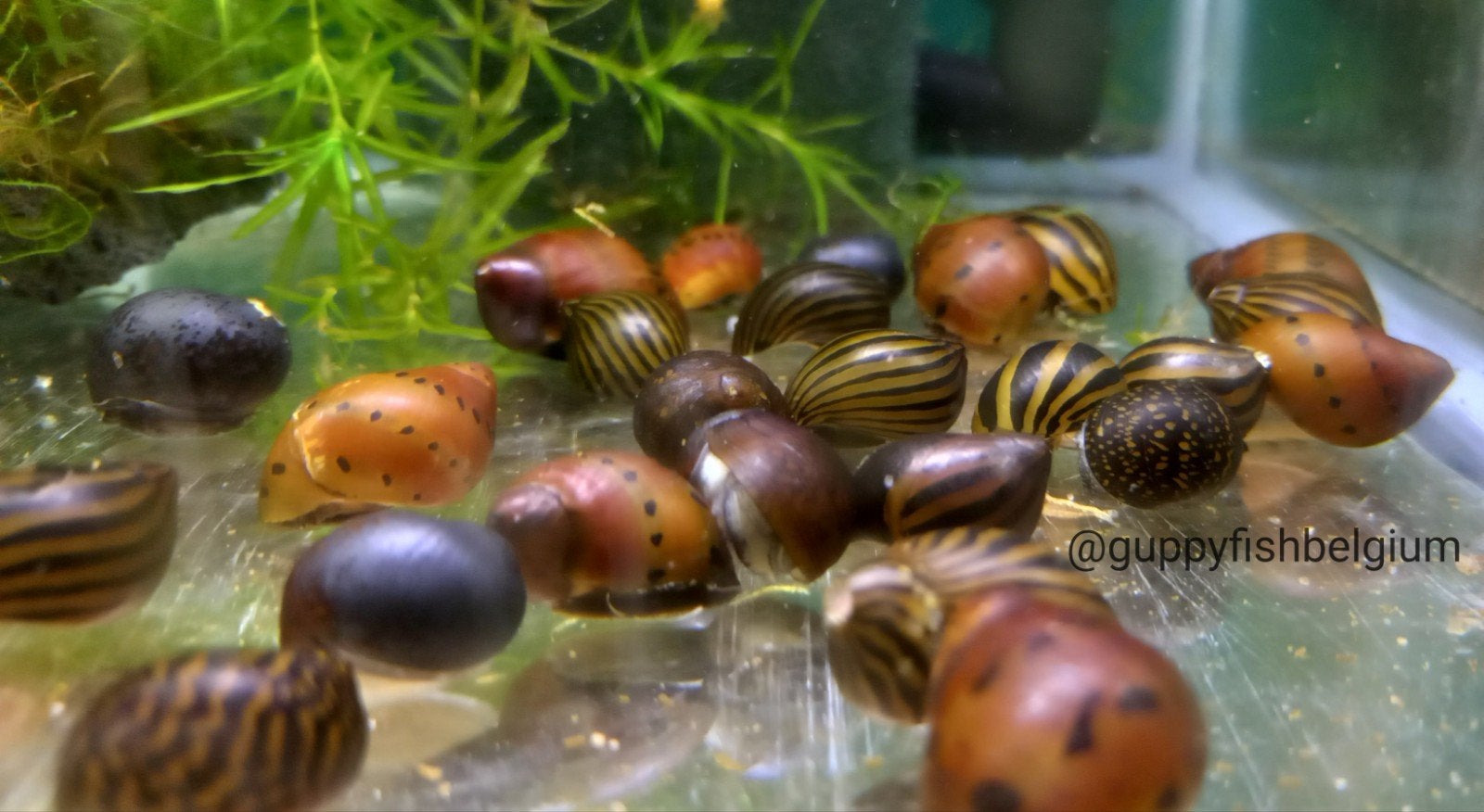 Neritina slakken, Dieren en Toebehoren, Vissen | Aquariumvissen, Slak of Weekdier, Zoetwatervis, Schoolvis