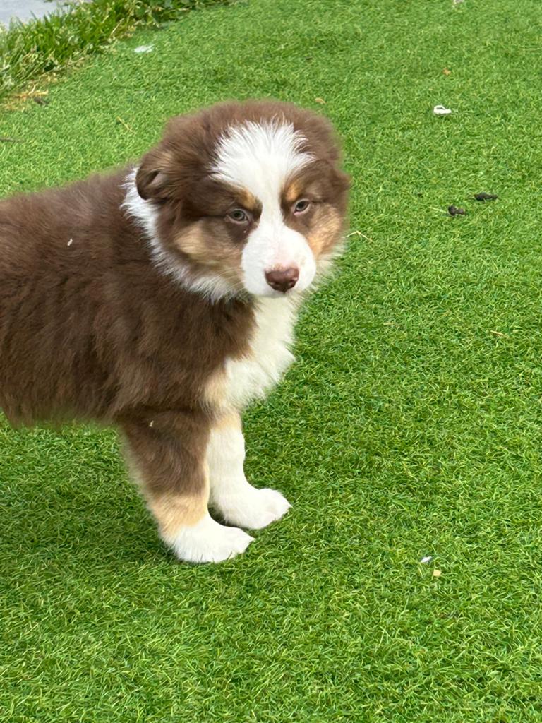 Australische herder - mini aussie reu, Dieren en Toebehoren, Honden | Herdershonden en Veedrijvers, Parvo, België, Reu, 8 tot 15 weken