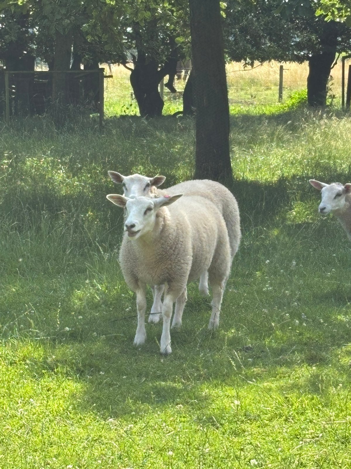 Swifter lammetjes, Animaux & Accessoires, Mouton