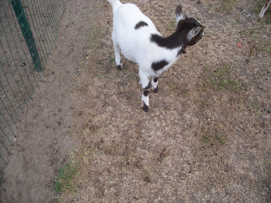 dwerggeitje, Dieren en Toebehoren, Vrouwelijk