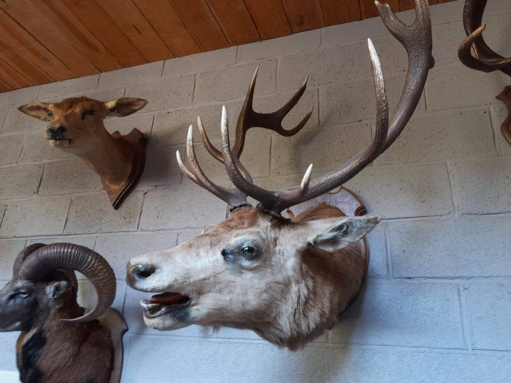 Taxidermie, Ophalen