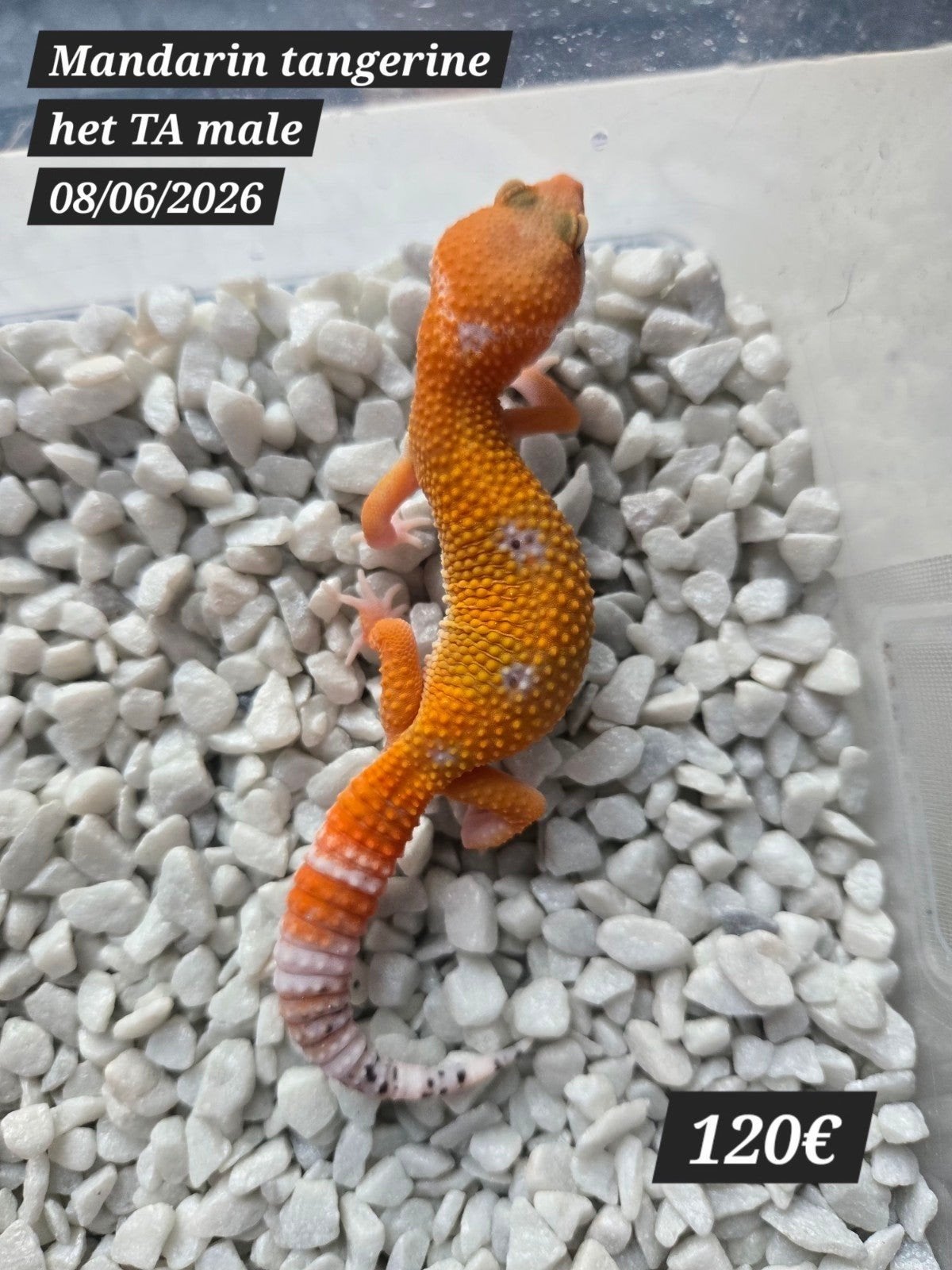 Gecko léopard mandarin tangerine het tremper albino, Animaux & Accessoires, Reptiles & Amphibiens