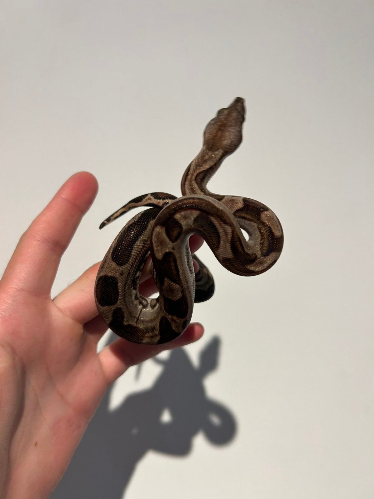 0.1 Boa Constrictor Imperator Motley het Leopard/Kahl