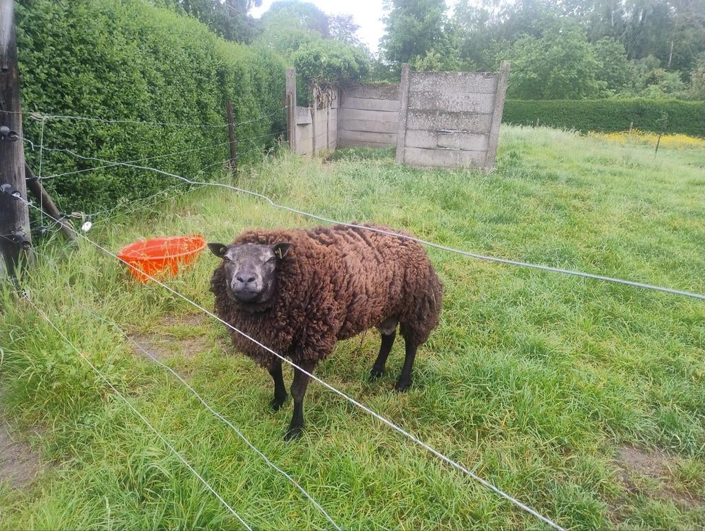 Texel ram blauw