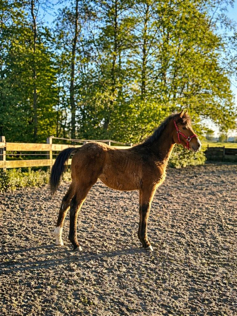 Mosito vh Hellehof jaarling hengst, Étalon, Cheval de saut, Avec pedigree, 0 à 2 ans
