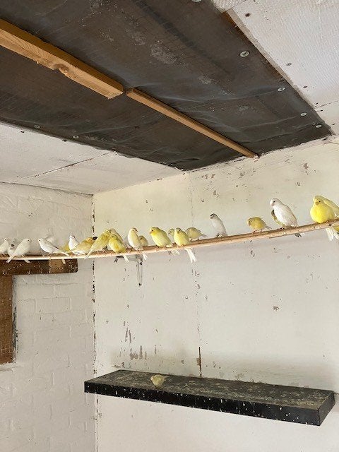 jonge kleurkanaries, Animaux & Accessoires, Oiseaux | Canaris, Sexe inconnu, Canari de couleur