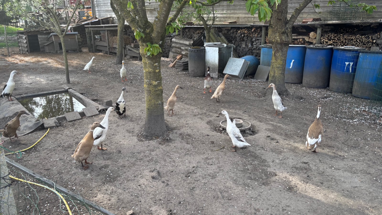 Groupe d'élevage de canards coureurs indiens, Animaux & Accessoires