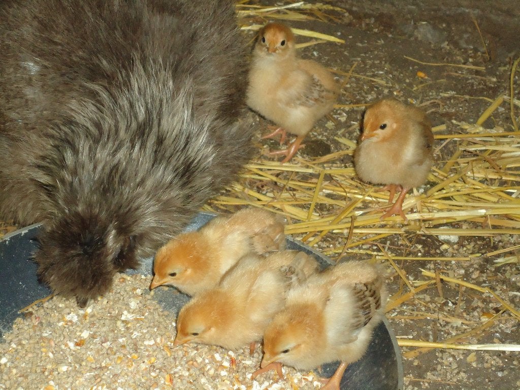 zijdehoen hennen, Femelle, Poule ou poulet