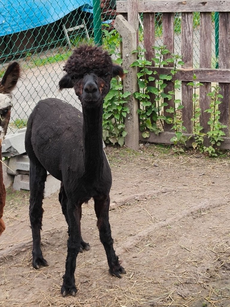 Alpaca, 0 à 2 ans