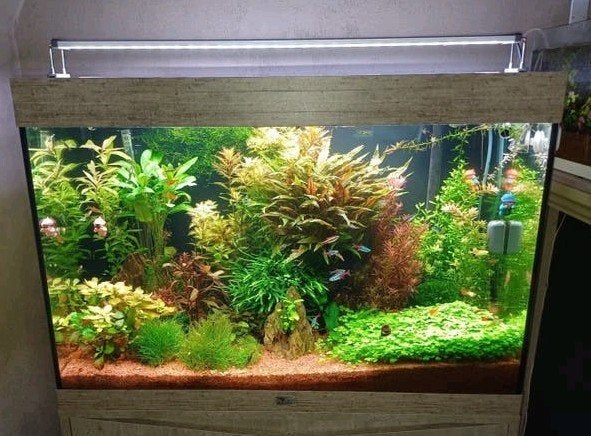 Aquatlantis aquarium met inhoud, Ophalen, Aquatlantis, Inclusief toebehoren, Gevuld zoetwateraquarium
