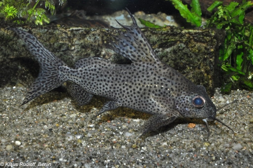Meerval synodontis 12 cm. 6 stuks, Dieren en Toebehoren, Vis, Zoetwatervis