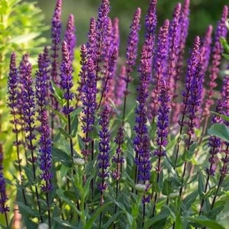 Salvia Caradonna, Jardin & Terrasse, Enlèvement, Plante fixe