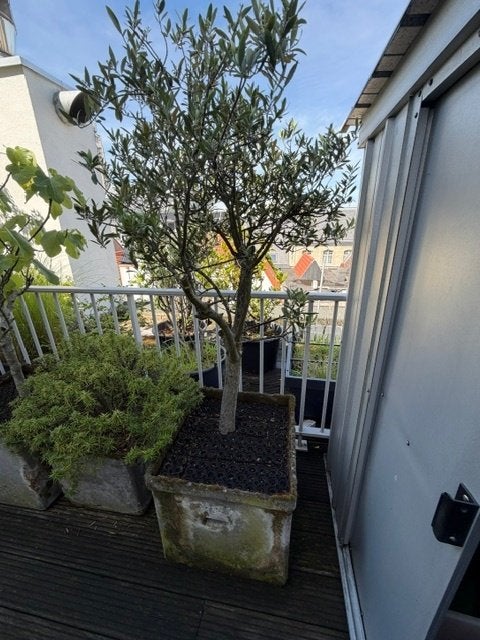 Olivier, En pot, 100 à 250 cm, Plein soleil, Été