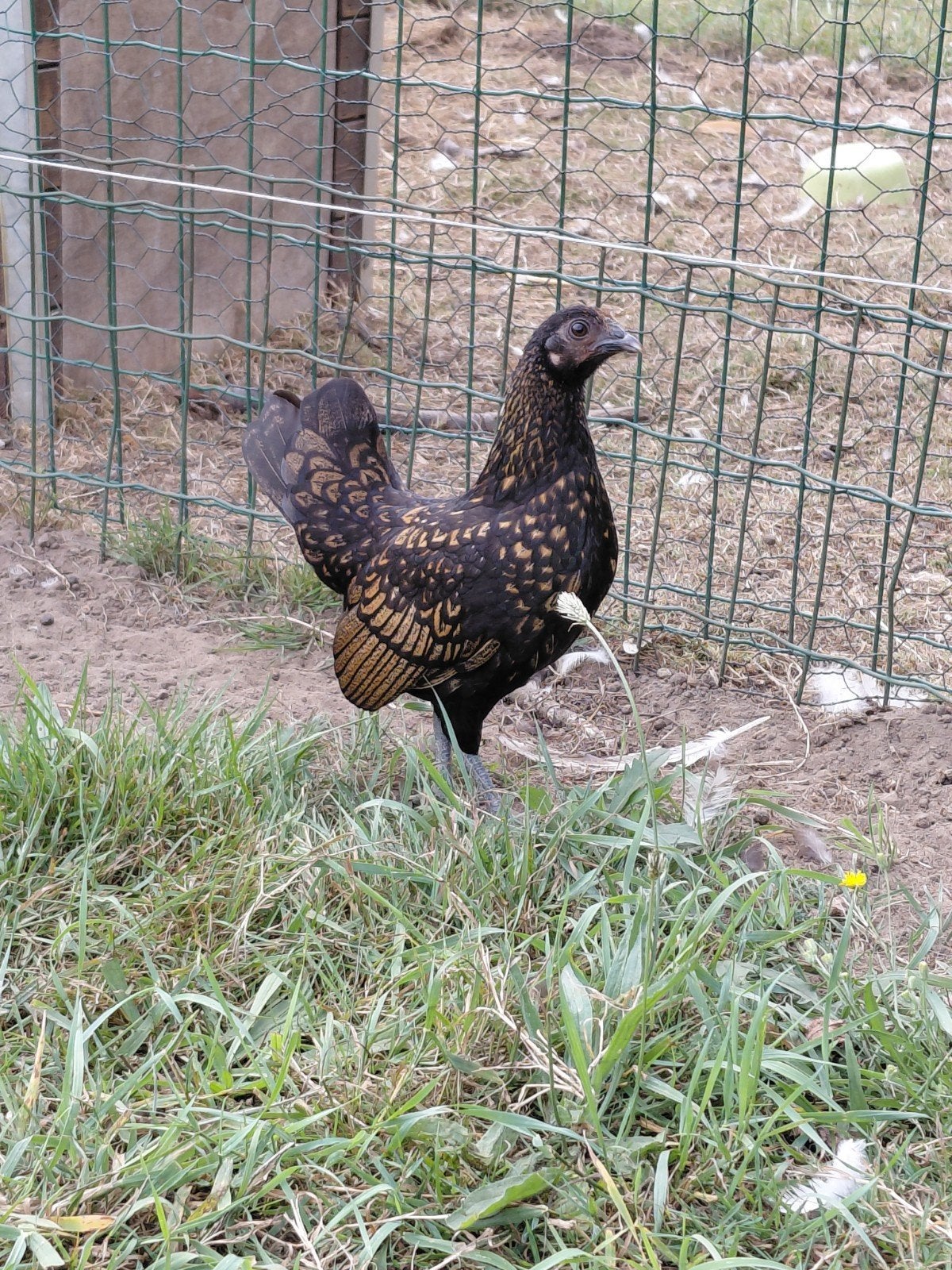 serama kippen, Dieren en Toebehoren