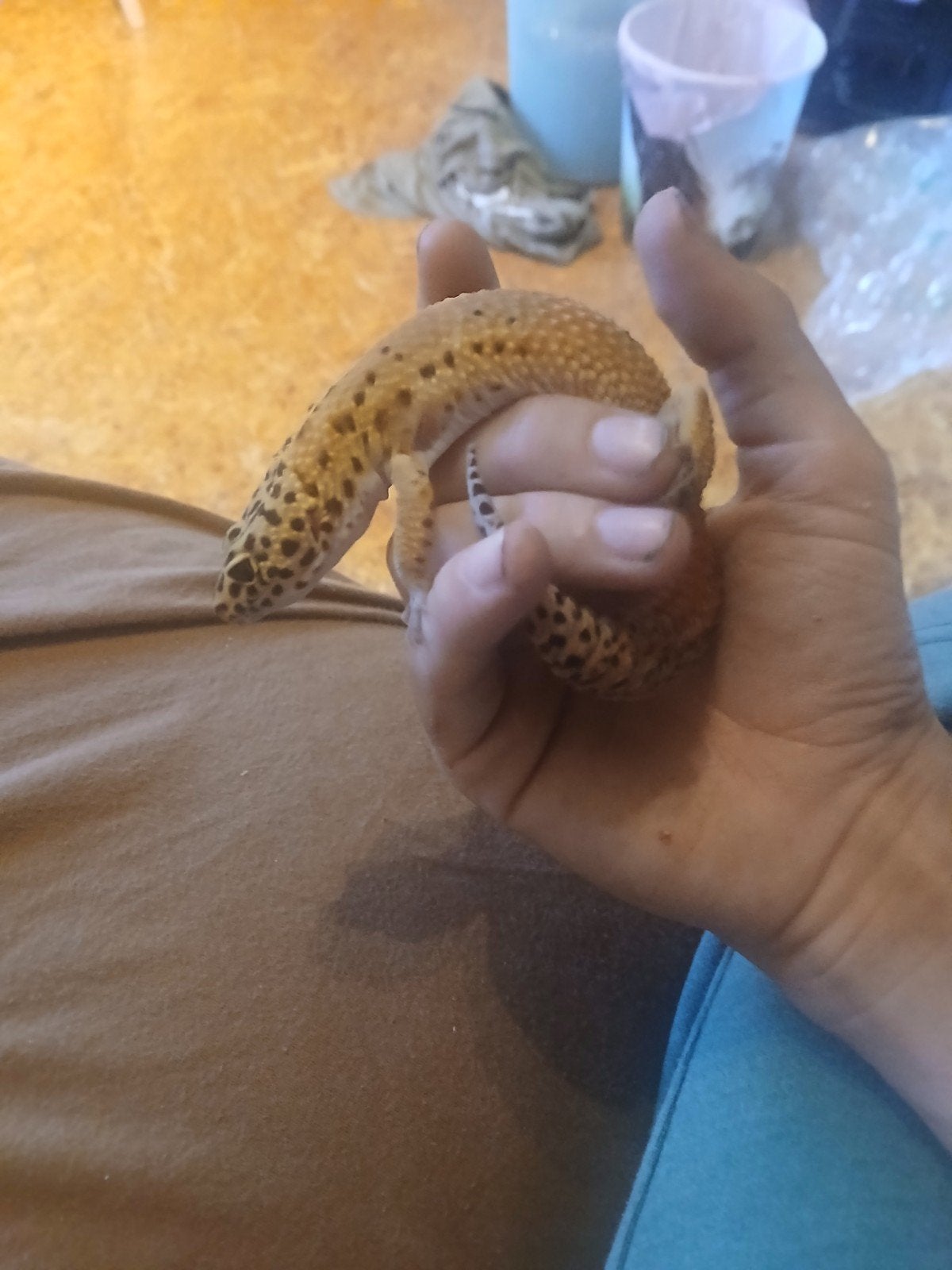 Geko, Dieren en Toebehoren, Reptielen en Amfibieën, Overige soorten, Met terrarium, 0 tot 2 jaar