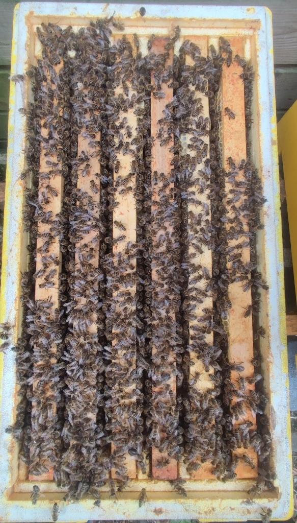 Carnica Bijenvolk 6-ramen Simplex Koningin 2026, Dieren en Toebehoren, Bijen