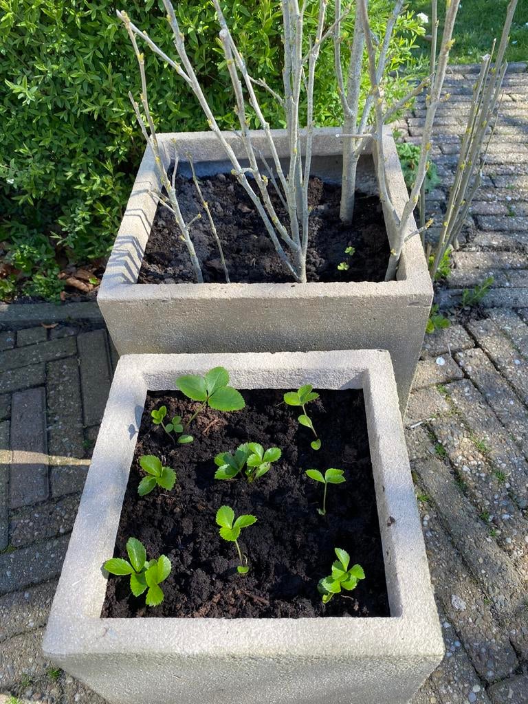 Jonge plantjes helleborus. 4€/10 plantjes!, Tuin en Terras, Planten | Tuinplanten, Vaste plant, Halfschaduw, Winter, Ophalen
