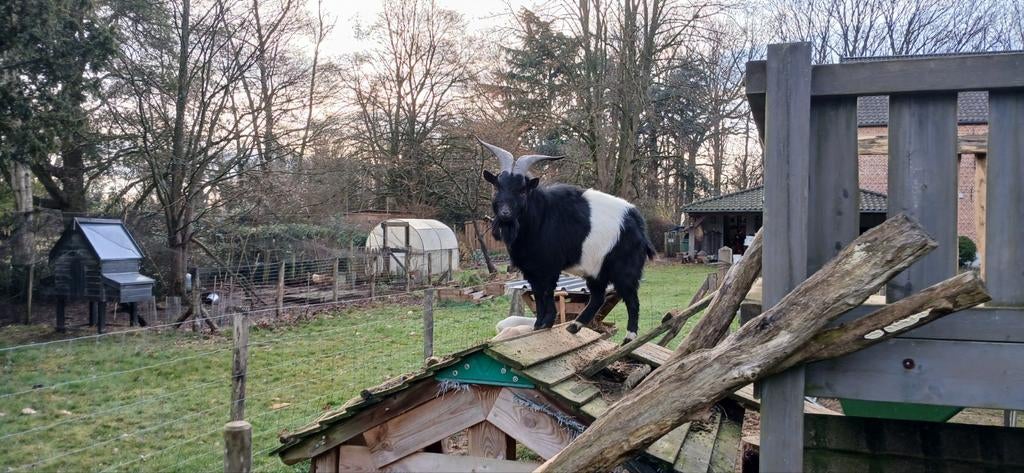 Bok zoekt nieuwe thuis, Dieren en Toebehoren, Schapen, Geiten en Varkens