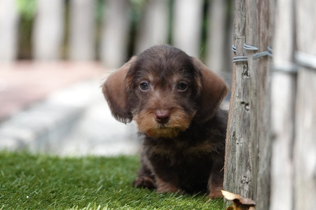 Chiot teckel nain à poil dur avec pedigree (choco&tan), Chien (mâle), Maladie de Carré (chiens), Belgique, Poils durs