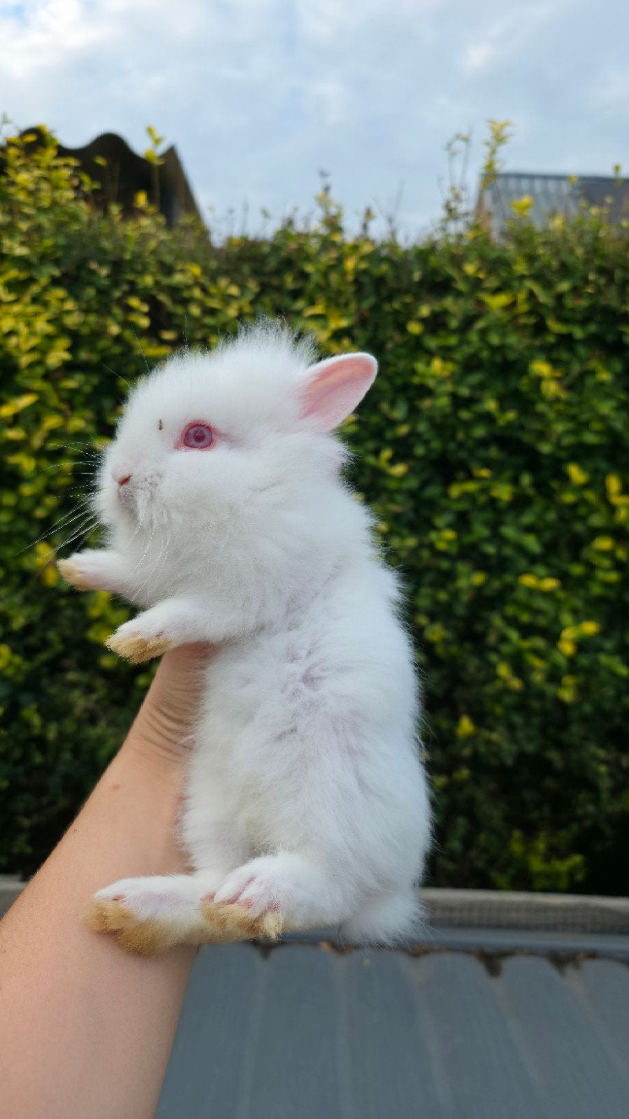 raszuivere leeuwenkopjes zoeken huisje(nog 2 jongetjes), Dieren en Toebehoren, Groot