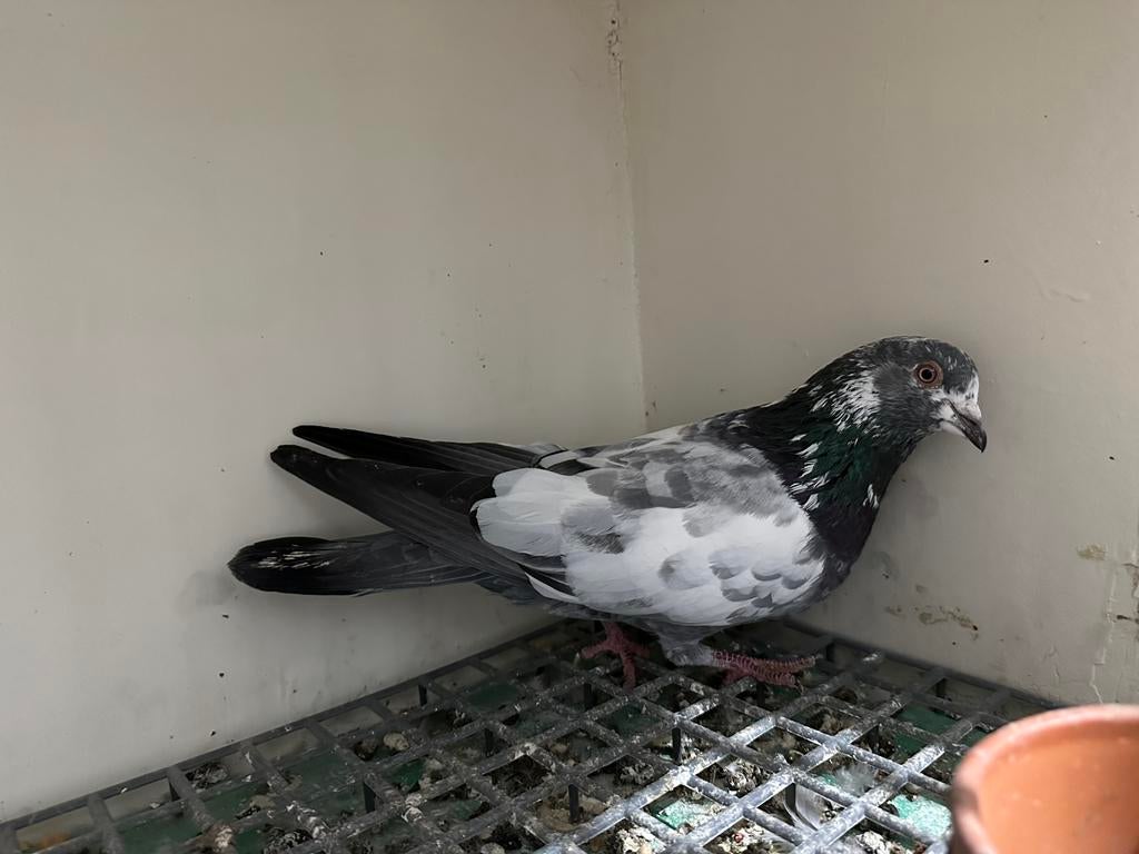 Pigeon pakistanais