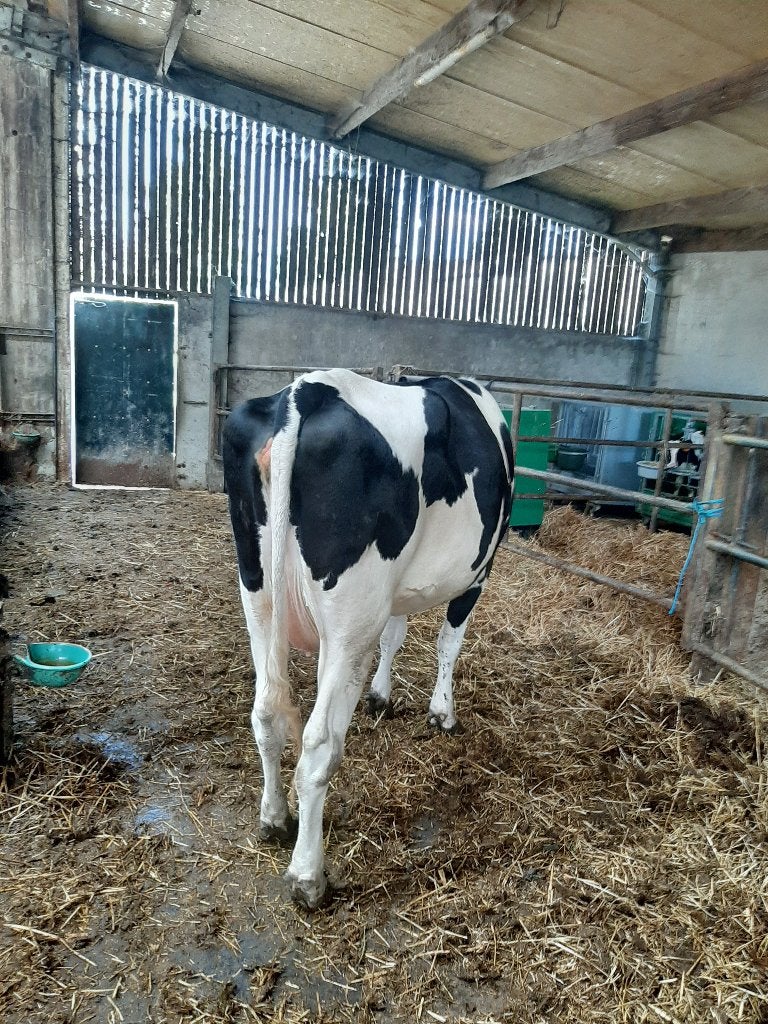 Kalfvaarzen, Dieren en Toebehoren, Vrouwelijk