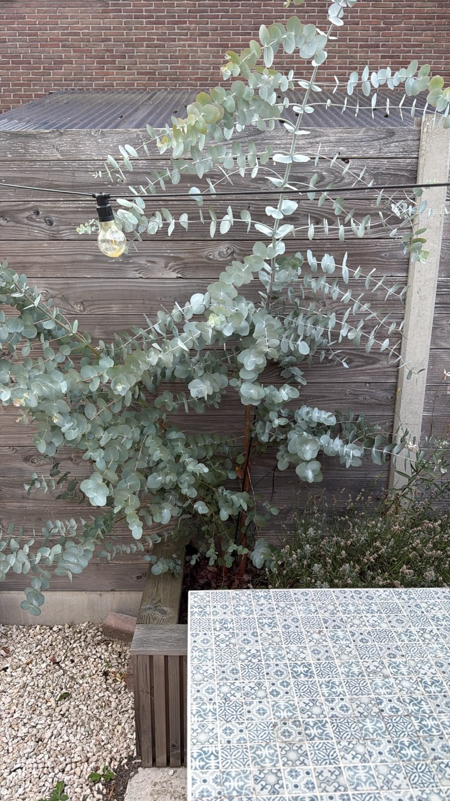 Eucalyptus, Ophalen