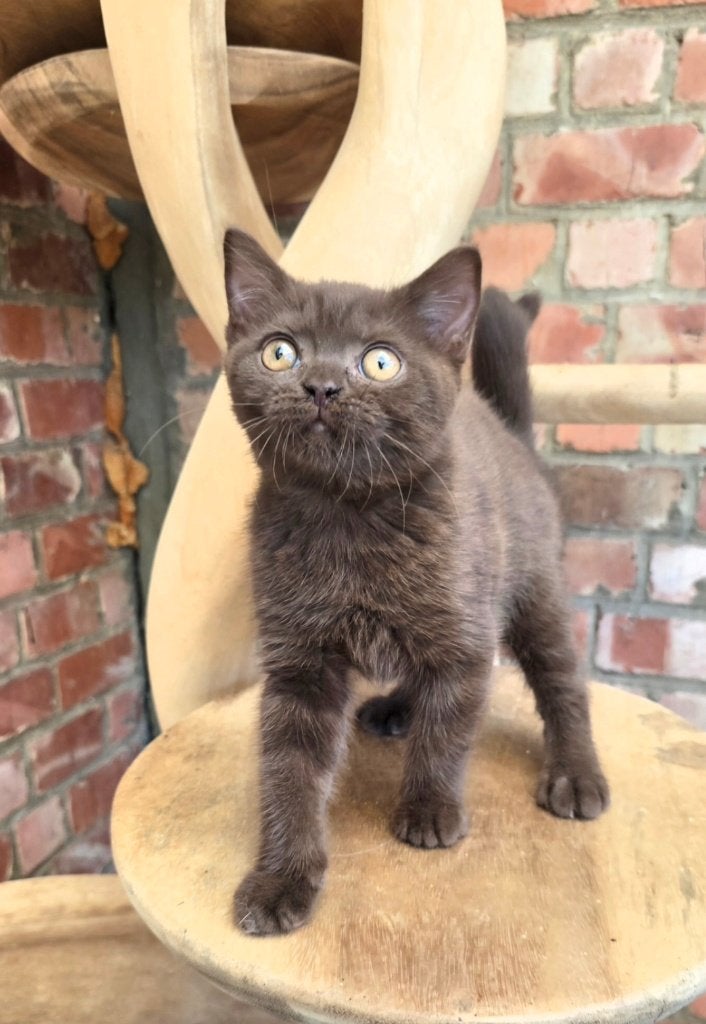 British shorthair chocolat, Chat, Avec pedigree, 0 à 2 ans
