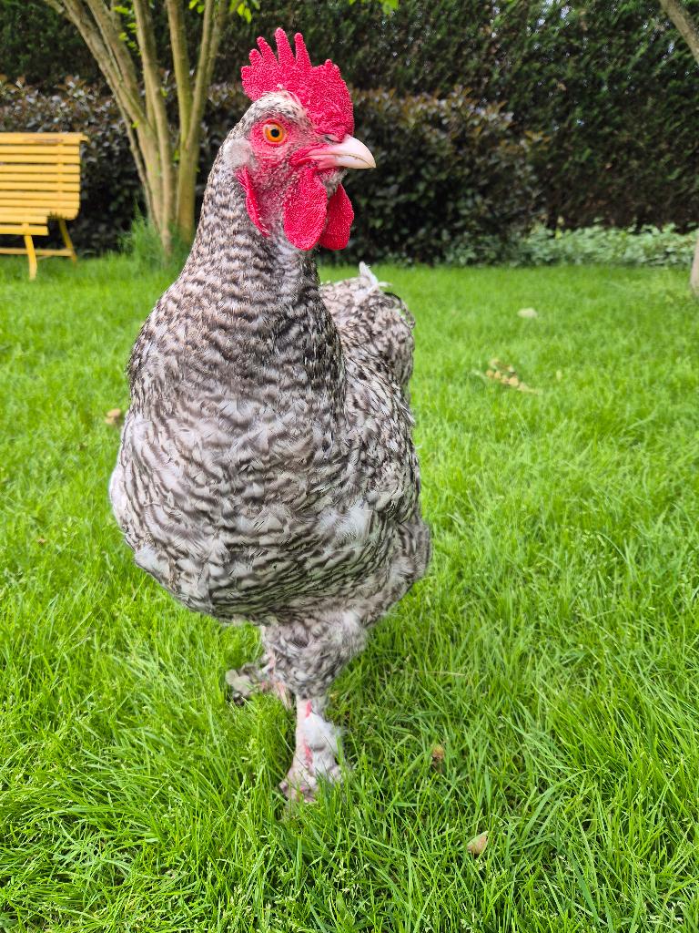 Mechelse koekoek haan, Dieren en Toebehoren, Pluimvee, Kip, Mannelijk