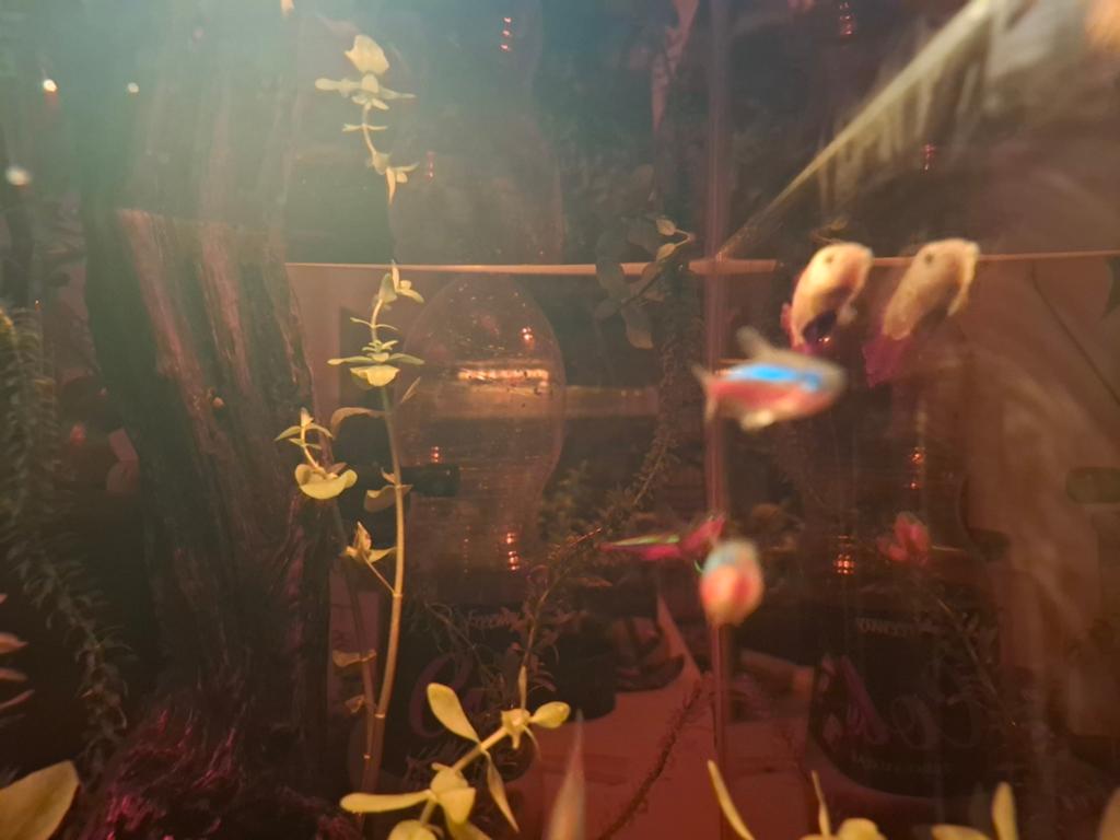 Aqarium( met vissen en alles!) Zsm weg 120€ of een mooi bod, Dieren en Toebehoren, Nieuw, Gevuld zoetwateraquarium, Superfish