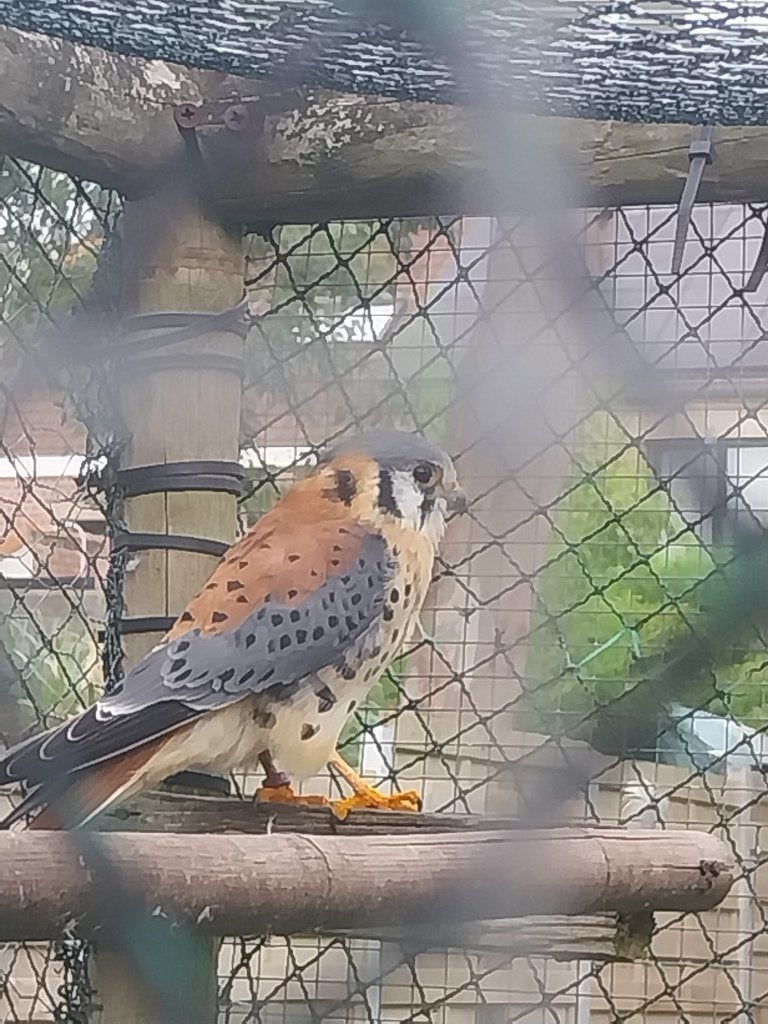 Amerikaans torenvalk mannelijk, Dieren en Toebehoren, Mannelijk, Roofvogel, Geringd
