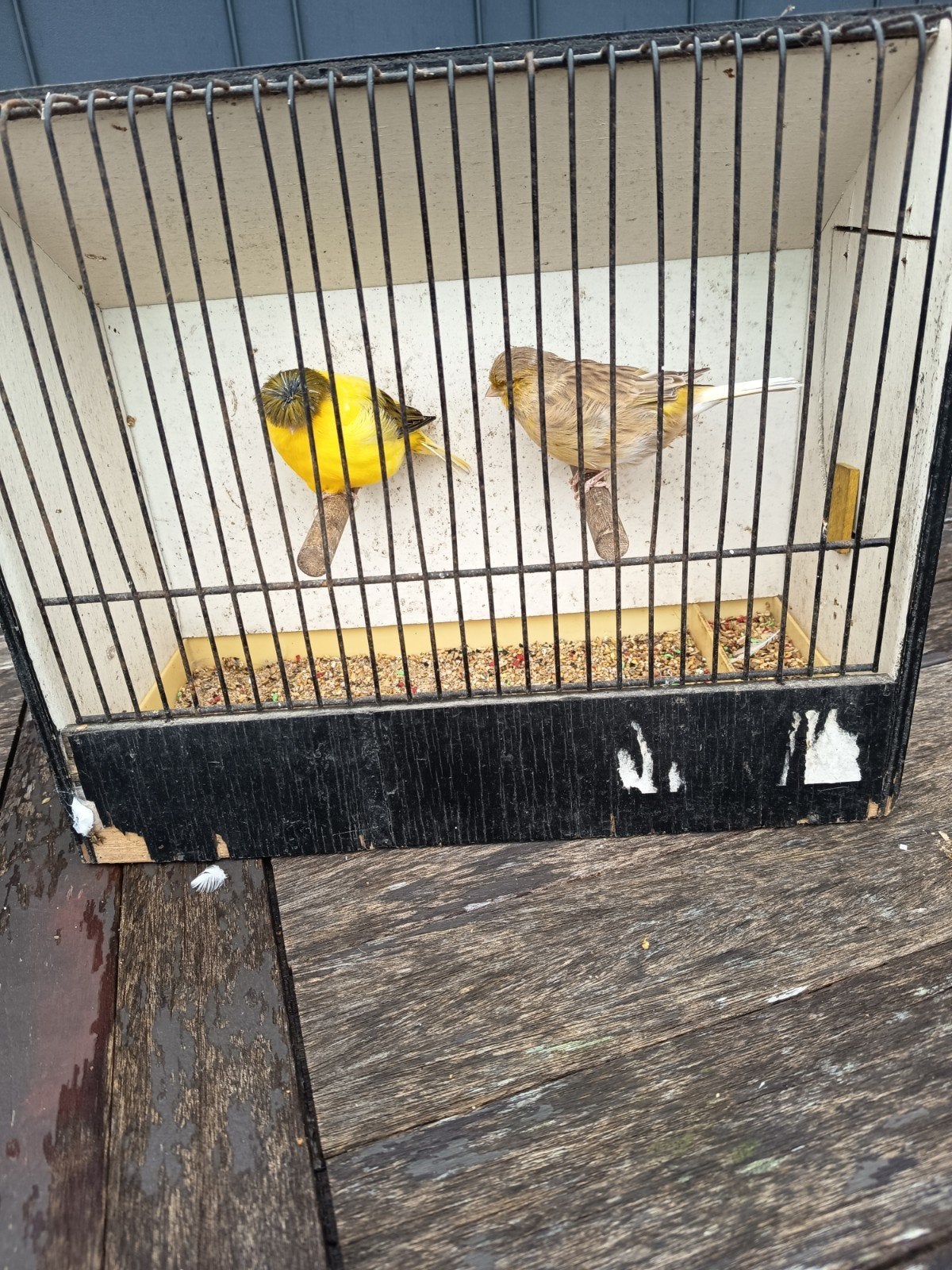 Couples de canaris Gloster à vendre !, Animaux & Accessoires, Plusieurs animaux, Canari de posture