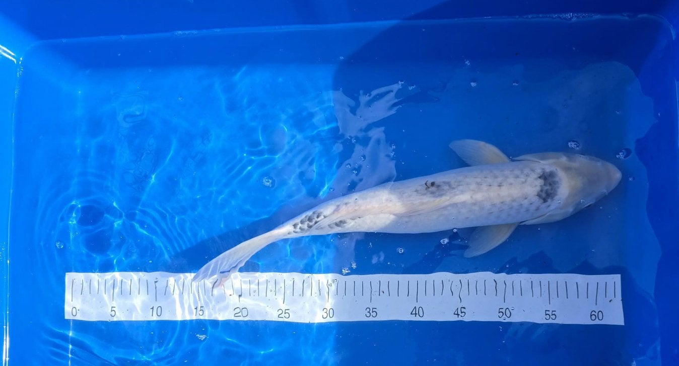 Kumonryu koi, Karper of Koi