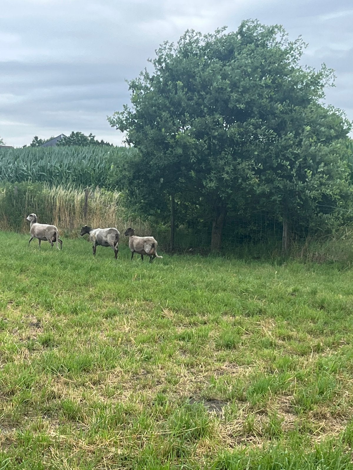 Schoonebeker ooien te koop., Femelle, Mouton, 0 à 2 ans