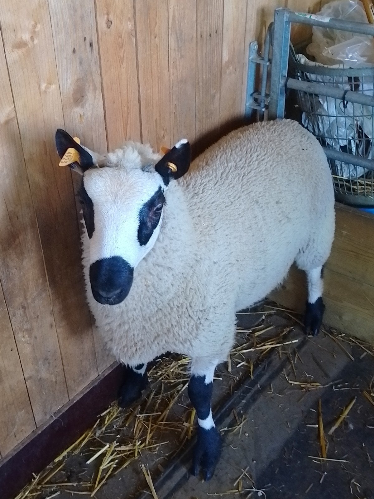 Kerry hill ram