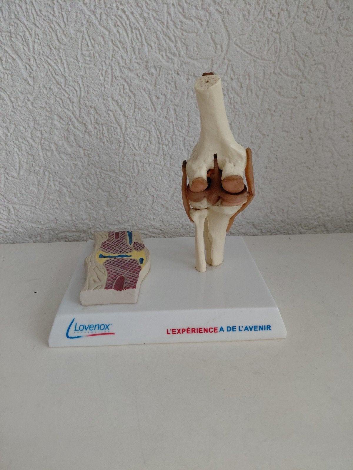 anatomisch model kniegewricht, Antiek en Kunst, Ophalen of Verzenden