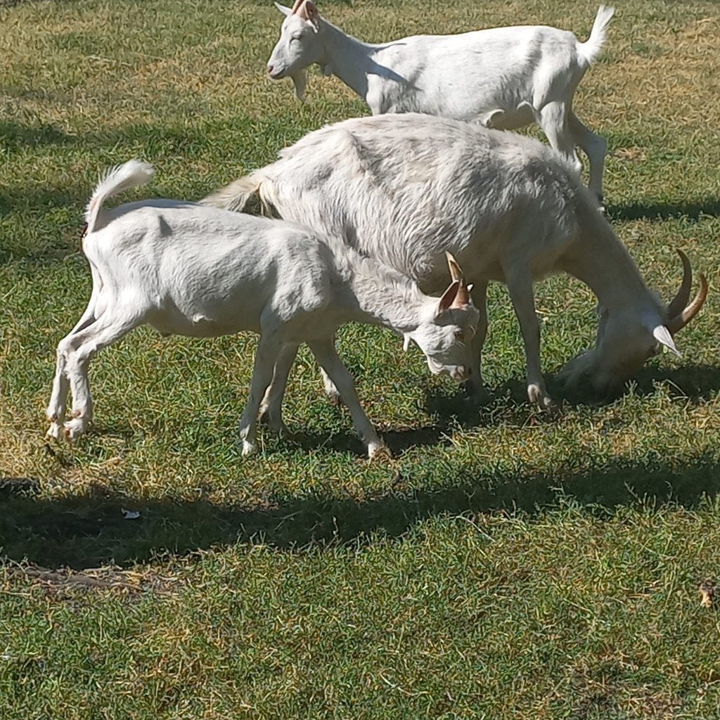 saenengeiten, Dieren en Toebehoren, Schapen, Geiten en Varkens, Mannelijk, Geit, 0 tot 2 jaar