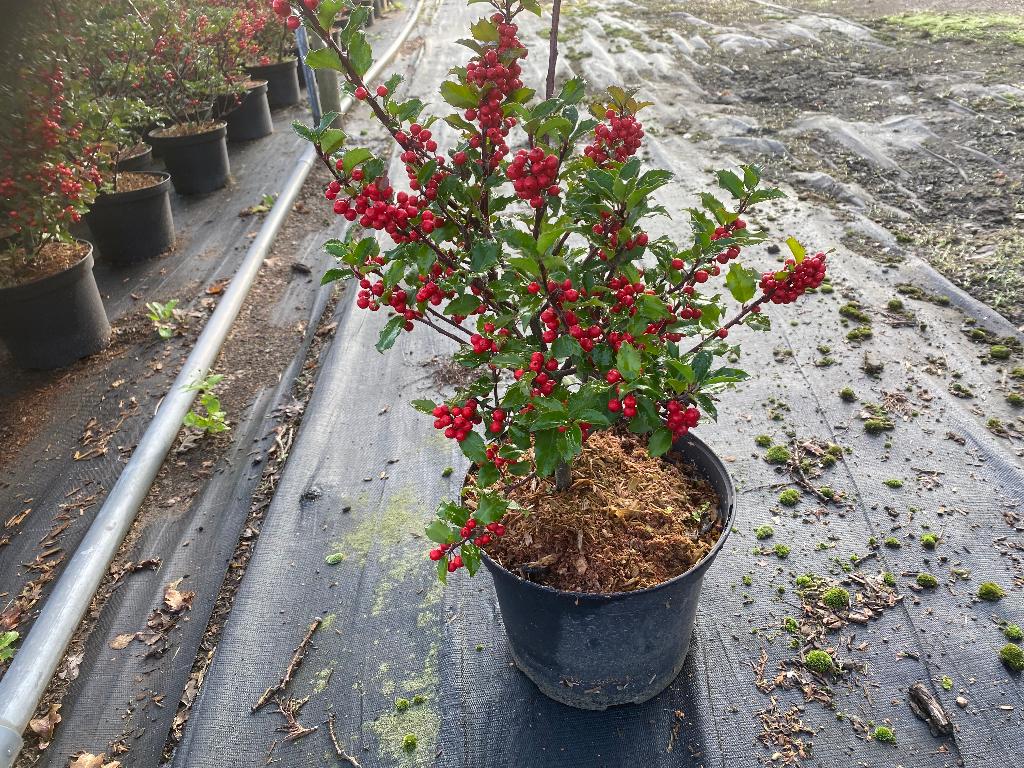 Ilex en types, Enlèvement, Arbuste