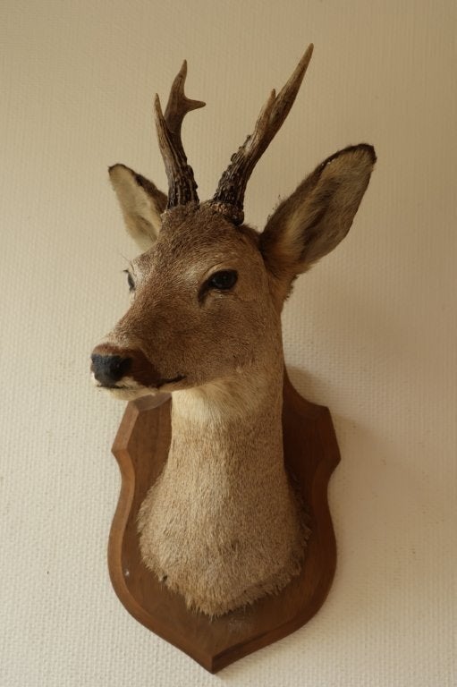 Taxidermie Opgezette Reeënkop met gewei, Ophalen of Verzenden, Gebruikt, Hert