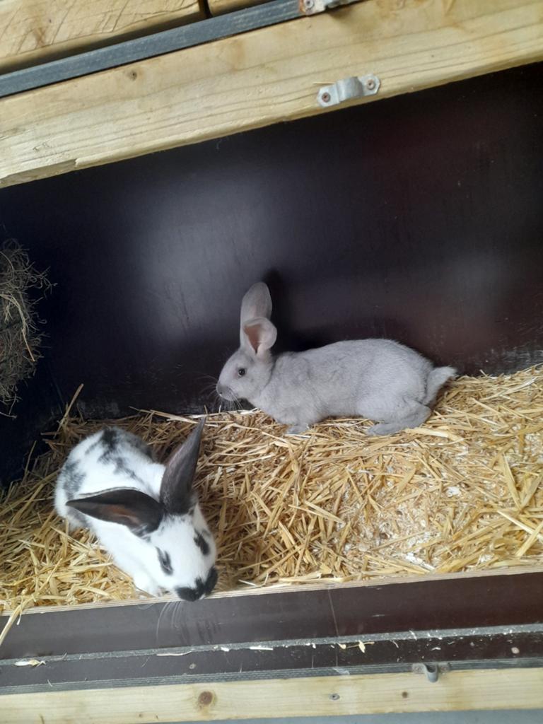 Vleeskonijnen, Plusieurs animaux, Grand, 0 à 2 ans