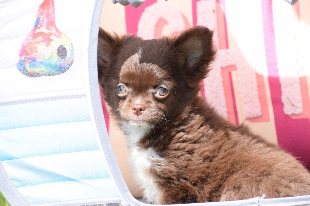 Chihuahua pups klein blijvend, Dieren en Toebehoren, Honden | Chihuahua's en Gezelschapshonden, België, 15 weken tot 1 jaar, Parvo